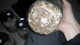 mushrooms colonizing grain spawn jars [upl. by Gilead]