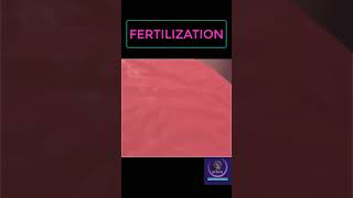 Fertilization Process shorts pregnancy youtubeshorts [upl. by Regnij988]