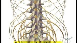 Spinal cord and vertebral column [upl. by Adnov]