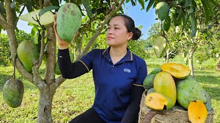 Harvest Big Mango Goes to the market sell  Build life in farm  Lý Thị Ca [upl. by Yrolg]