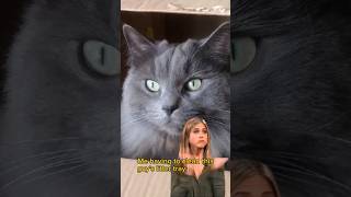 Litter tray facts catmemes funnycats catlover catvideos ragdolls fluffycats [upl. by Griffith]