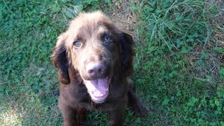 Albus  Sproodle Puppy  3 Weeks Residential Dog Training at Adolescent Dogs [upl. by Beverley]