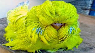 20 Most Unique Birds in the World [upl. by Harp]