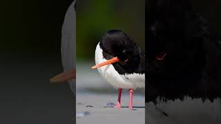 Oystercatcher  Austernfischer birding birdshorts bird nature germany [upl. by Yenolem]