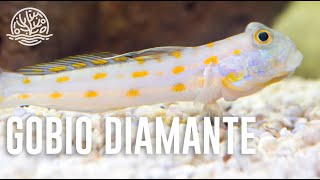 ¡Hablemos sobre Gobio Arenero de puntos naranja Diamond Goby [upl. by Oirretno]