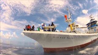 Tuna tagging in Papua New Guinea [upl. by Megargee]