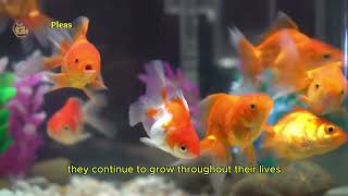 Goldfish The Secret to their Longevity and Their Incredible Adaptations [upl. by Conias901]