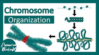 Chromosome structure  Chromatin organization  3D chromatin  levels of organization in chromosomes [upl. by Towill]