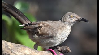 Curvedbilled thrasher [upl. by Apur971]