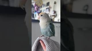 Why do I have to sneeze to find her 😂 funnyanimals birds funnypets cuteanimals cutepets funny [upl. by Enomys884]