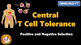 Central T cell Tolerance  Positive and Negative Selection FLImmuno77 [upl. by Airlee542]