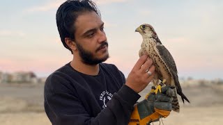 صقر وكري جزائري  lanner falcon [upl. by Imojean]