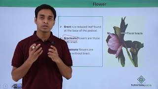 Class 11th – Flower – Introduction  Morphology of Flowering Plants  Tutorials Point [upl. by Snah]