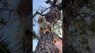 V the Shy Squirrel does actual Squirreling animals amazing friends feed stunt crazy action 1 [upl. by Tnilc984]