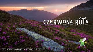 Czerwona ruta [upl. by Nalliuq434]