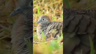 Turtledove sitting in the bush turtledove wilddoves wildlife [upl. by Ennaej]