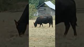 BIG TRUCKIN IN STEELVILLE MO at the CATTLE FARM bigtruckin truckingjobs bigtruckdriver [upl. by Faria]