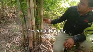 Polymorpha Bamboo Farming  Sandip Mali 7021187007 772947840 Devendra Nursery [upl. by Aretta]