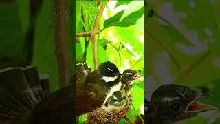 bird feeding babies and Baby birds try to fly out of the nest bird birding birdwatching [upl. by Lesser]