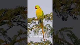 Roseringed parakeet photography wildlife canonr6markii canon youtubeshort bird [upl. by Louanne]