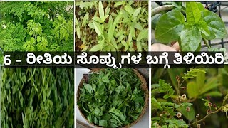 Benifits of Nugge soppu Honagone soppu Basale soppu Kadale soppu Anne soppu Seege soppu in Kannada [upl. by Fayre]