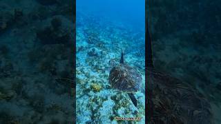 Jump into the blue⬇️🐠🐬 Sal Island  Cape Verde  Catamaran Sodade [upl. by Winfred]