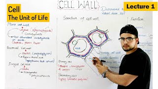 Cell wall  structure composition and Functions plant cell wall Video 1 [upl. by Yrebmik]