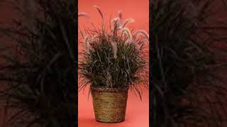 Purple Fountain Grass in pots and containers [upl. by Rednav737]