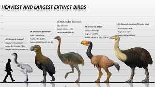 Top 10 Heaviest Extinct Birds Ever [upl. by Jobyna]