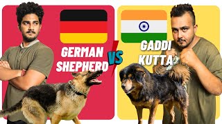 Gaddi Kutta vs German Shepherd  Indian Dog vs German Dog  Dog vs Dog In Hindi [upl. by Buderus]