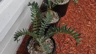 Encephalartos horridus quotdwarfquot  The Eastern Cape Blue Cycad [upl. by Ava]