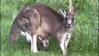 Vlog 60  Adventure to Wolgan Valley to See Lots of Kangaroos and More [upl. by Hines885]