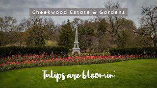 🌷 The Tulips 🌷 are bloomin at Cheekwood in Nashville [upl. by Kacy536]