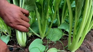 Choy som growing from seed How to grow choy sum fast harvesting [upl. by Euqinoj217]