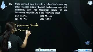 Milk secreted from the cells of alveoli of mammary lobes reaches nipple through lactiferous duct [upl. by Aja]