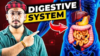 How Digestive System Works 3D Animation [upl. by Oidualc411]