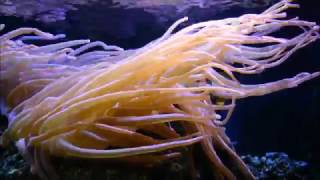 Anthozoa flowers of the sea  corals sea anemones documentary HD [upl. by Maya]