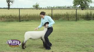 Teaching Show Sheep to Brace [upl. by Leirvag]