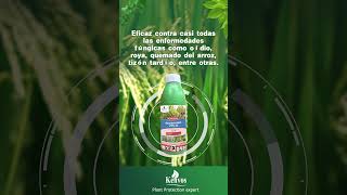 Azoxystrobin 25 SC for fungal diseases kenvos pesticides manufacturer fungicide [upl. by Arias754]