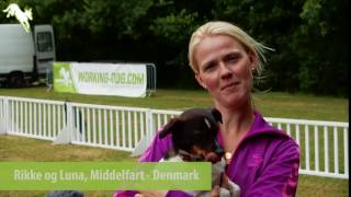 European Open Agility 2016  Rikke and Luna Denmark [upl. by Giarla]