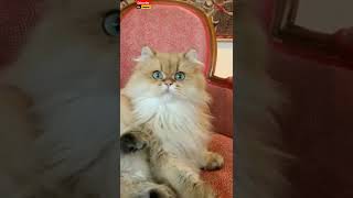 Beautiful cat😍  Doll face Persian cat 🔥 [upl. by Ahsaeyt602]