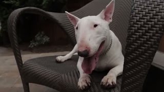 Bull Terrier 101 Is the Bull Terrier Right for You [upl. by Nerval]