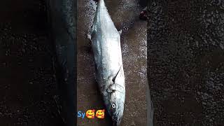 🥰 kingfish 🥰 please subscribe 🙏🙏 [upl. by Doley]