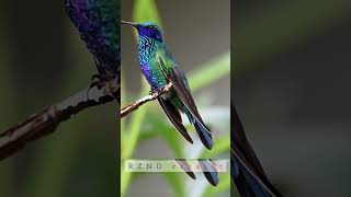 Humming bird birds wildlife animalvideos shortvideo animalshorts animals hummingbird [upl. by Mindy]