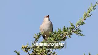 A NORTHERN MOCKINGBIRD SINGS [upl. by Eniarol]