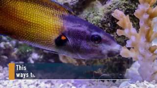 Fishes Sidestep Corals Sting with a Slimy Kiss [upl. by Ahearn750]