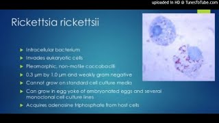 Rickettsia rickettsii on mononuclear cells [upl. by Schmitz]