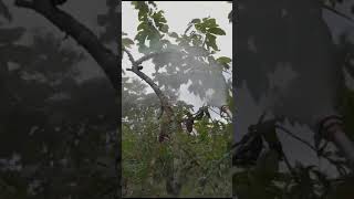 Fumigando el Cultivo de Cacao Abono Foliar [upl. by Queena186]