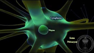 Physiologie du système nerveux  Neurone  partie 1 [upl. by Marilyn]