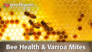 Bee Health amp Varroa Mites [upl. by Hadden]